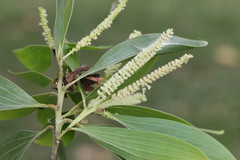 Acacia mangium